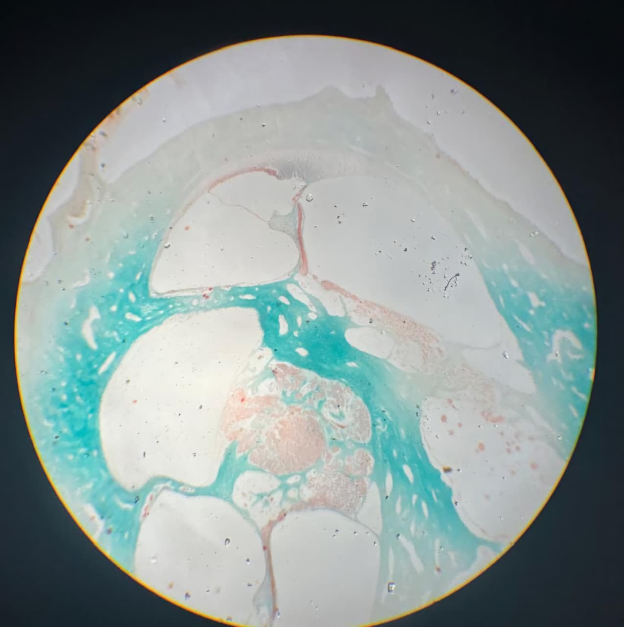 Ear Histology Atlas | Microscopic Images | Histovoid
