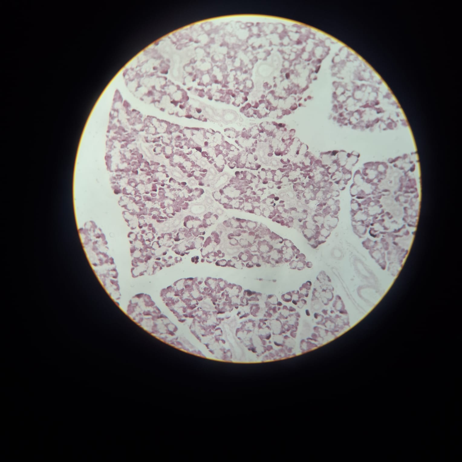 Submandibular Gland