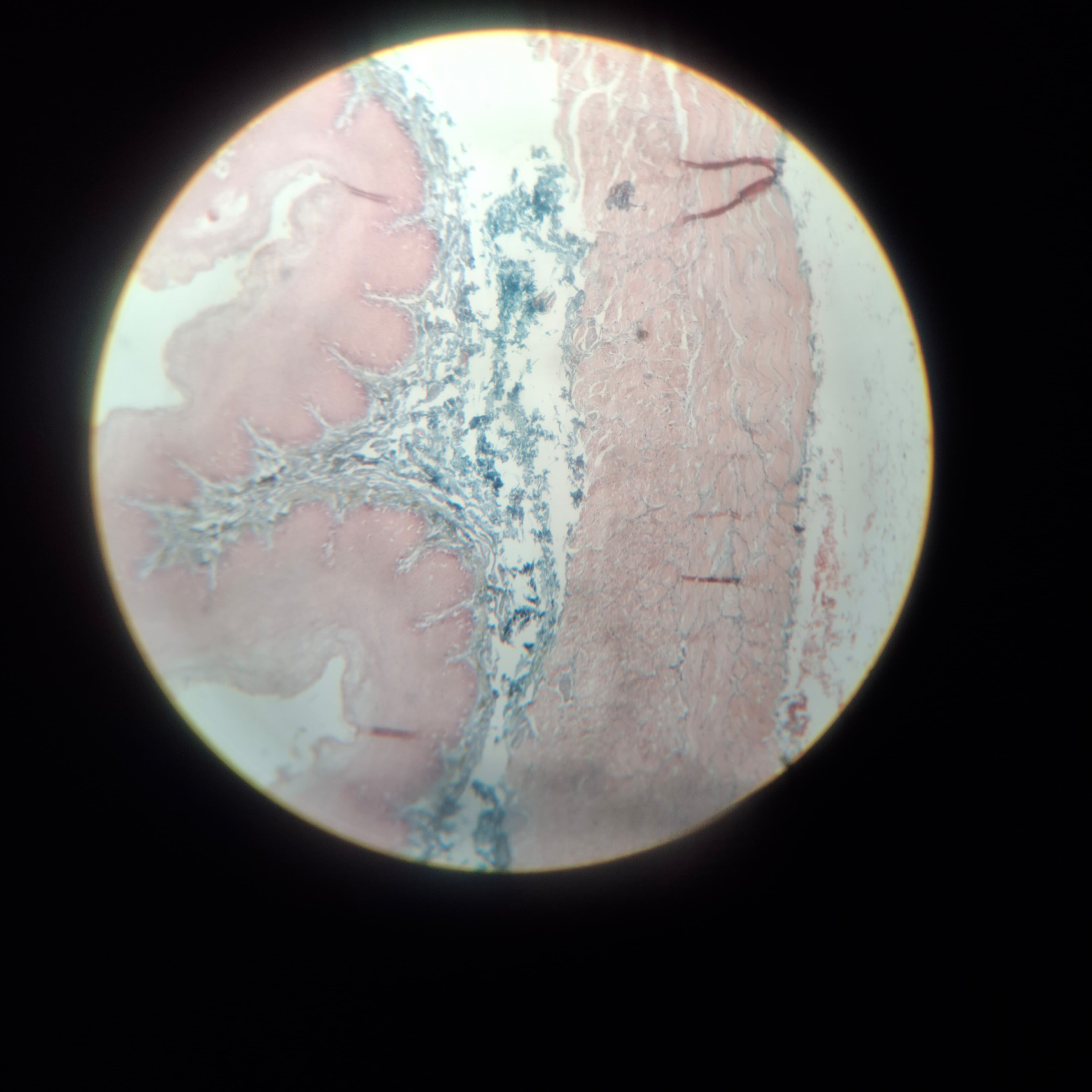 Git Histology Atlas | Microscopic Images | Histovoid