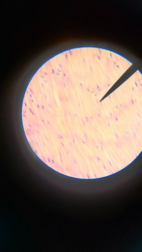 Smooth Muscle