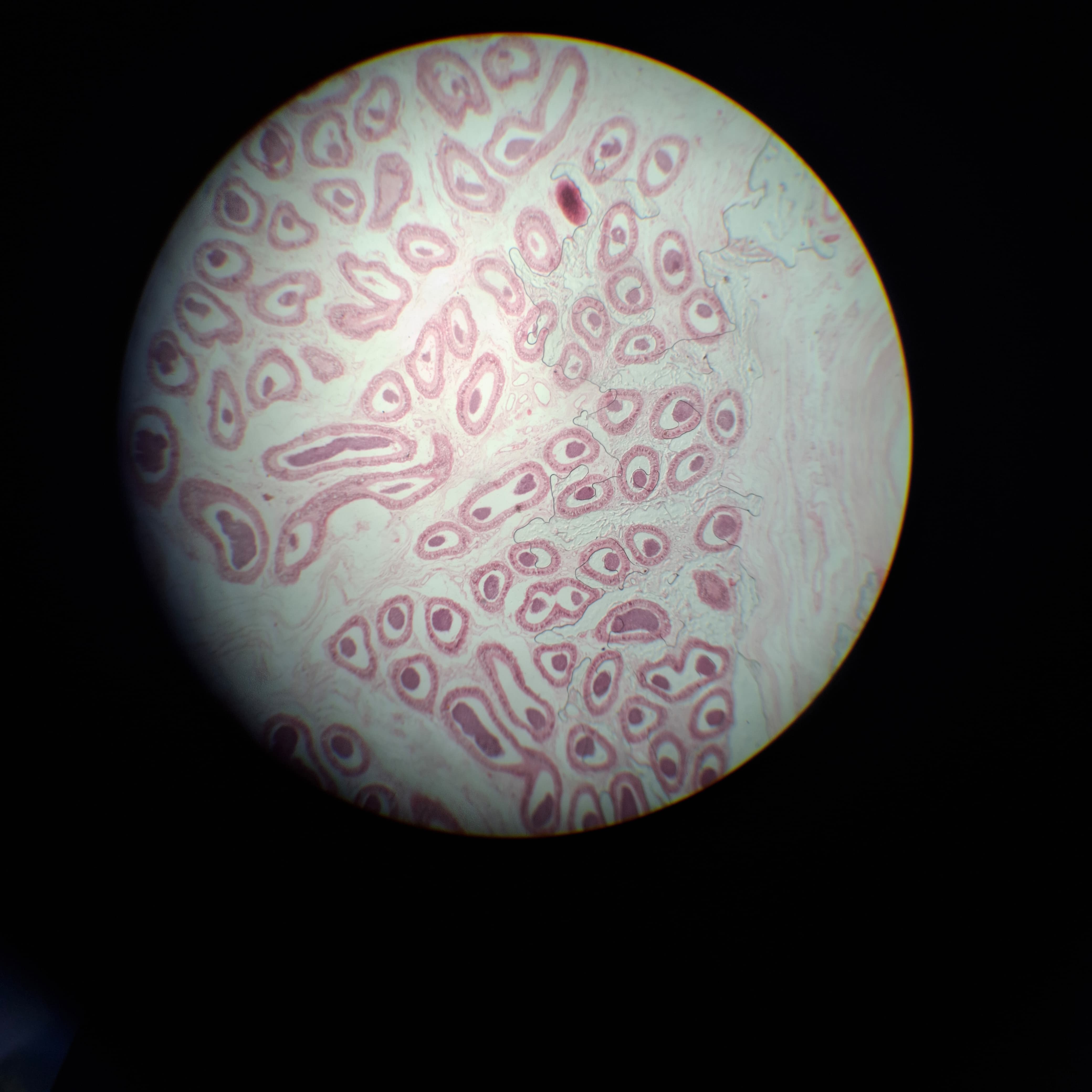 Cerebral Cortex